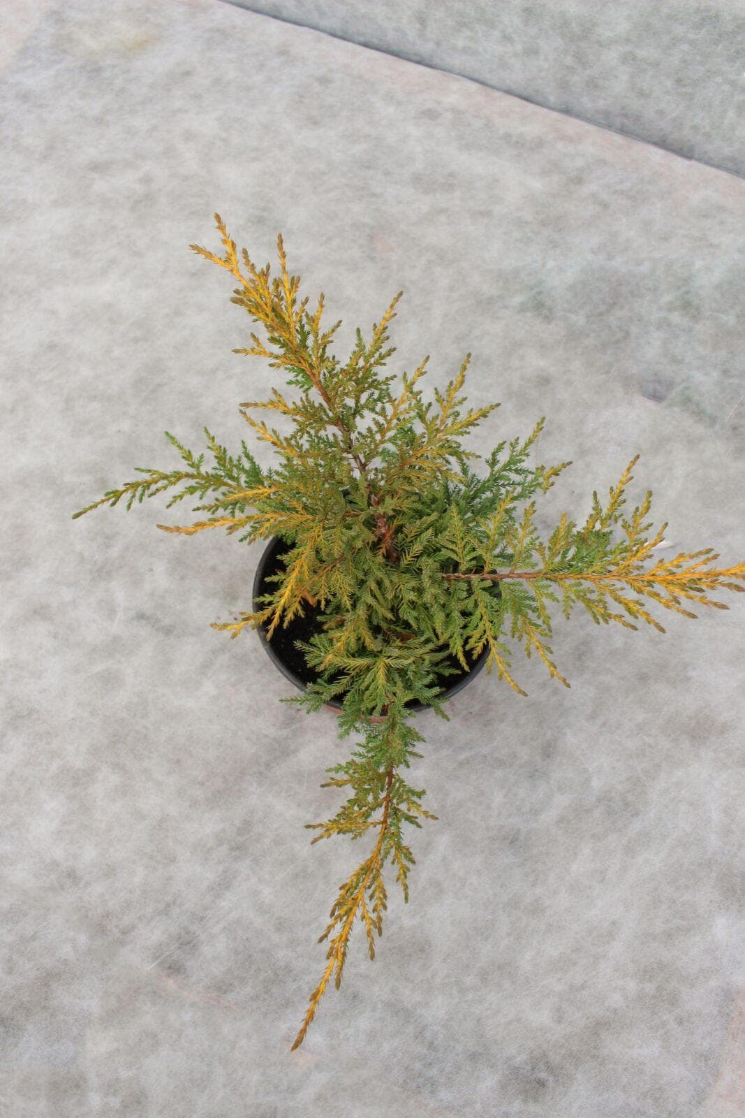 Juniperus Media Gold Coast Foja Landscaping