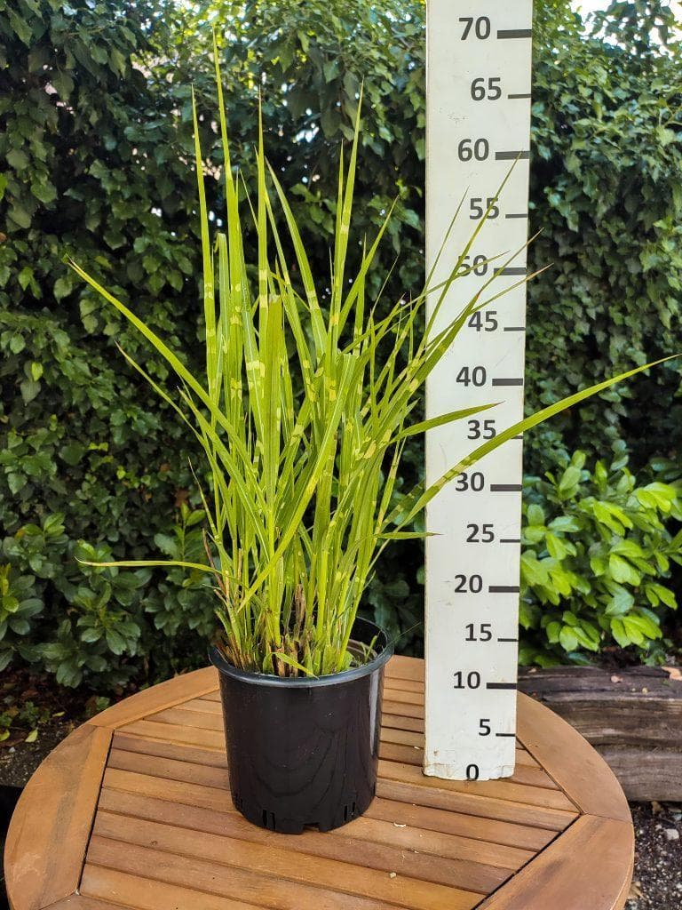 Miscanthus Sinensis Zebrinus Foja Landscaping