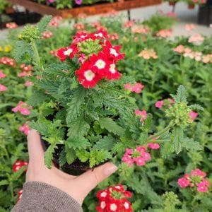 Verbena spp - Вербена