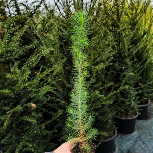 Pinus halepensis