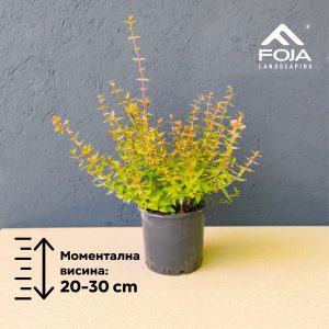 Abelia grandiflora