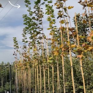 Acer platanoides - Јавор млеч
