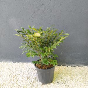 Euonymus alatus