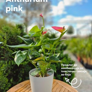 Anthurium Pink - Антуриум