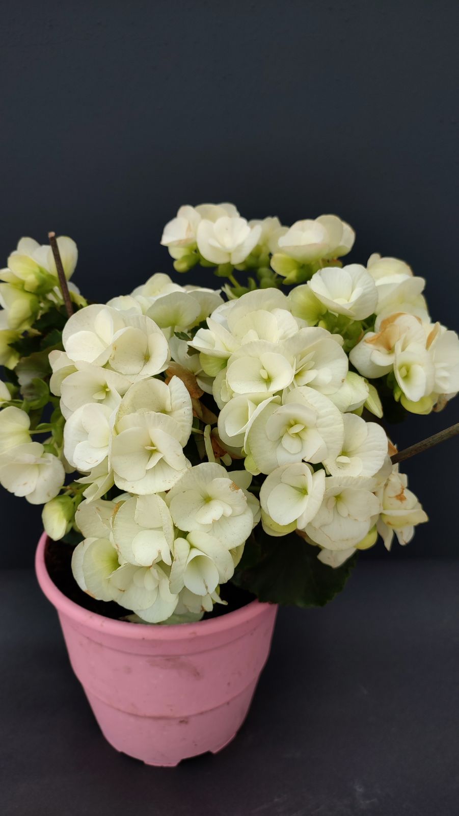 Begonia barkos - FOJA - Landscaping