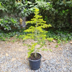 Cedrus Libanii