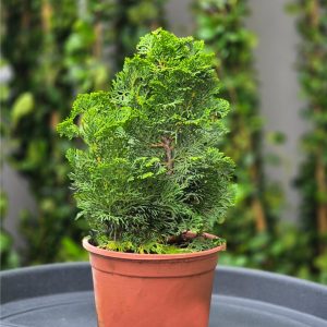 Chamaecyparis obtusa 'Nana Gracilis'
