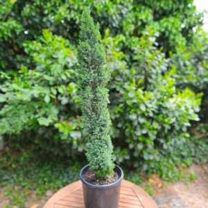 Chamaecyparis ellwodii