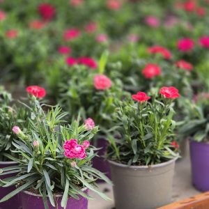 Dianthus - Каранфил