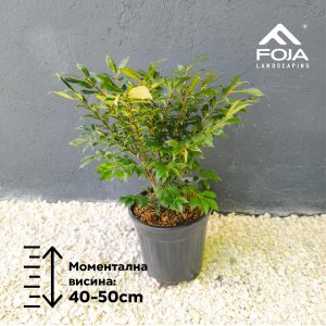 Euonymus alatus