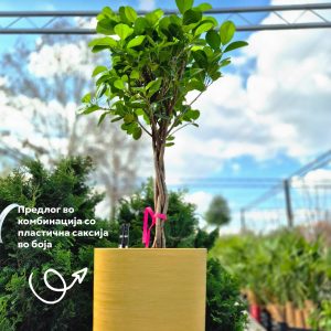 Ficus moclame