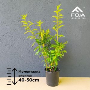 Forsythia - Форзиција