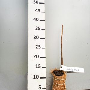 Ginkgo biloba