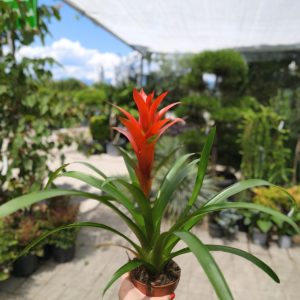 Guzmania bromeliad