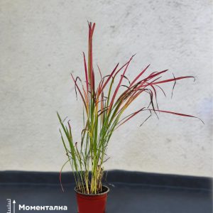 Imperata 'red baron'