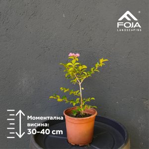 Lagerstroemia indica - Индиски Јоргован