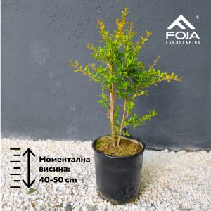 Punica Granatum - Калинка Леонид Војвода