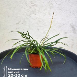 Liriope muscari