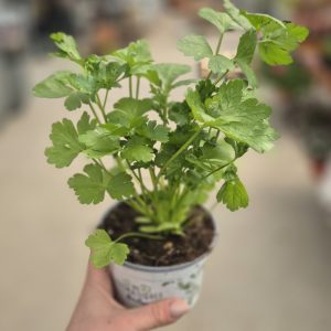 Petroselinum crispum - Магдонос