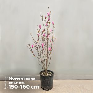 Magnolia 'George Henry Kern'