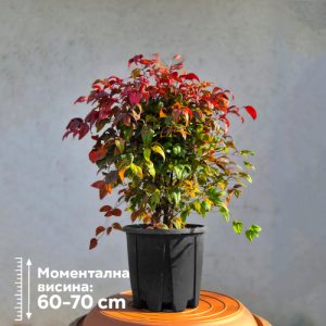 Nandina domestica 'Firepower'