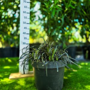 Ophiopogon planiscapus 'Black Dragon'