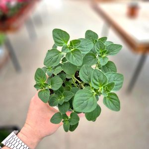 Origanum vulgare-Оригано