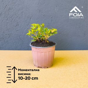 Osmanthus heterophyllus 'tricolor'