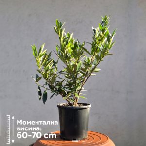 Prunus laurocerasus 'Otto Luyken'