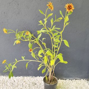 Rudbeckia fulgida 'Goldsturm' - Рудбекија