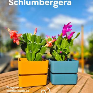 Schlumbergera - Божиќен кактус