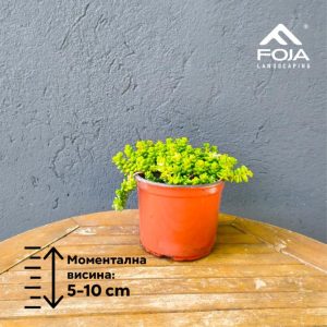 Sedum acre