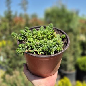 Sedum acre