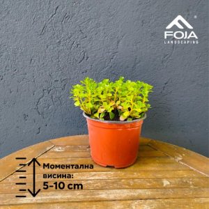Sedum album
