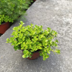 Sedum album