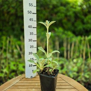 Stachys byzantina- Зајачки уши