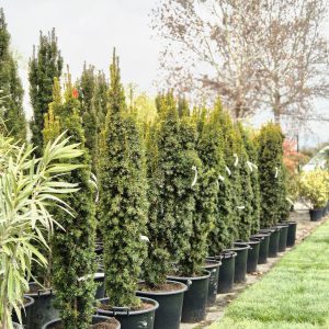 Taxus fastigiata 'David'