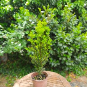 Taxus media 'Densiformis'