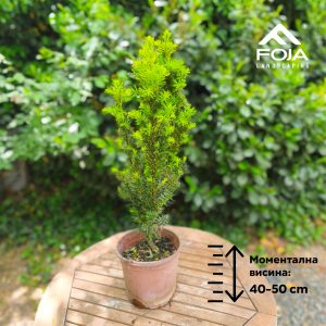 Taxus media 'Densiformis'