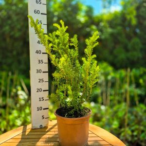 Taxus media 'Densiformis'