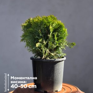 Thuja occidentalis 'Danica'