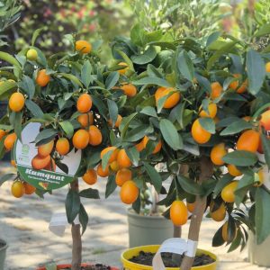Kumquat