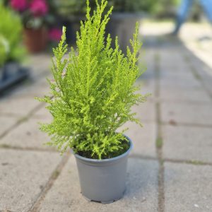 Cupressus macrocarpa 'Goldcrest'
