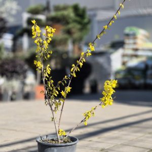 Forsythia - Форзиција