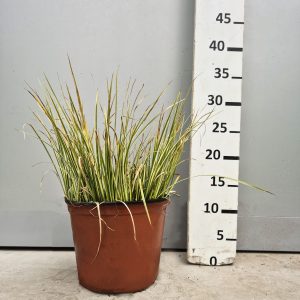 Acorus Calamus