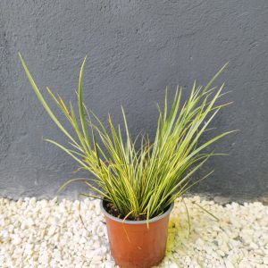 Acorus gramineus Variegata