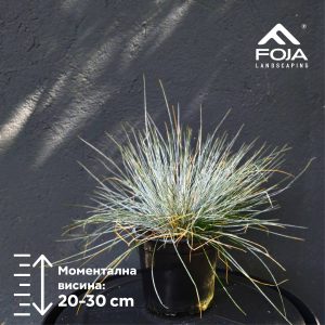 Festuca azurit