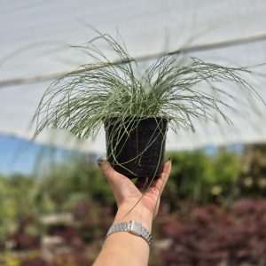 Festuca azurit