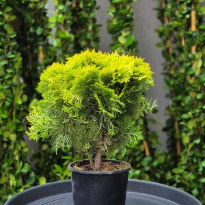 Thuja occidentalis 'Mirjam'