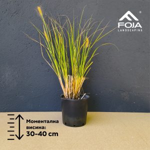 Pennisetum